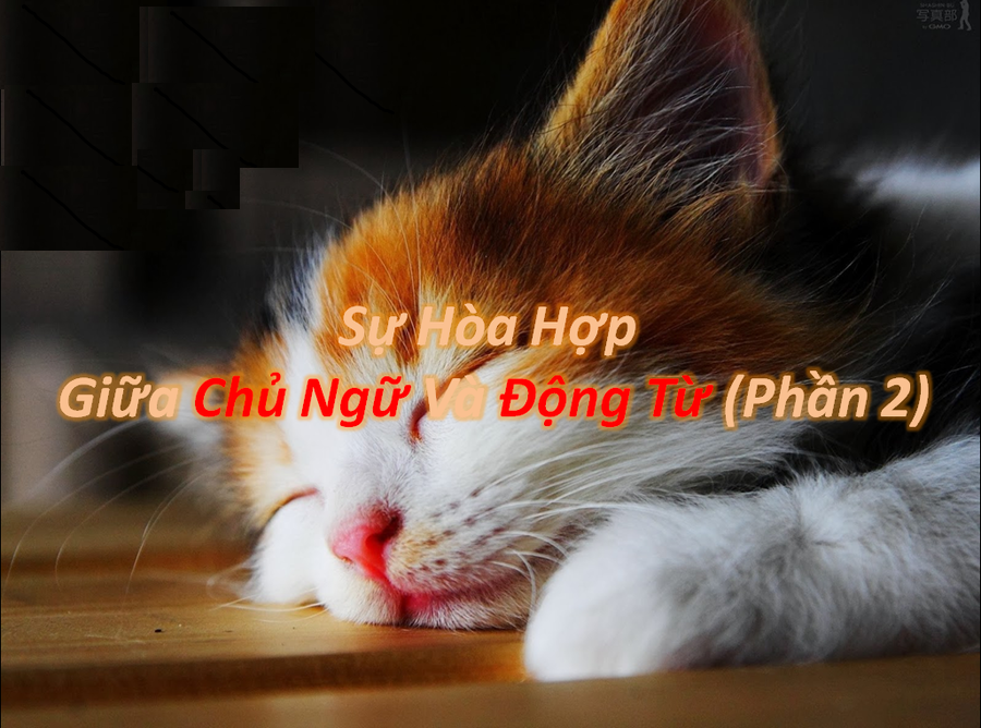 su hoa hop giua chu ngu va dong tu